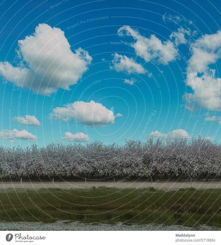 Beautiful blue skies and rows of trees Blue skies Clouds Sky nature cloud Weather Cloud pattern Whinery Environment Clouds in the sky Beautiful weather