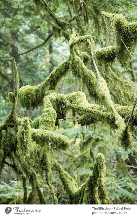 Moss-covered branches Branch Tree Forest Green overgrown Fabulous Nature Tree trunk Landscape Plant Environment Colour photo Deserted wax Damp Wood trees Growth