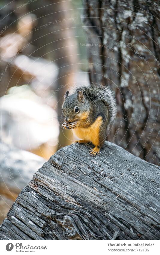 Squirrel sits on the tree trunk and eats Cute Pelt Close-up Animal small animal Tree Forest To feed Rodent little feet Nature Brown Animal portrait