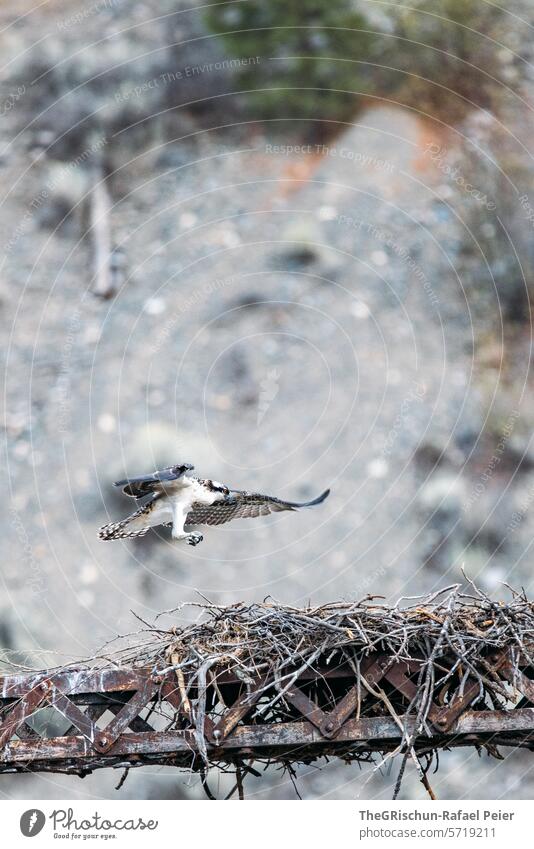 Osprey flies into its nest which stands on a metal scaffold Eagle Flying Landing Bird small animal young animal Animal Grand piano Nature Colour photo 1
