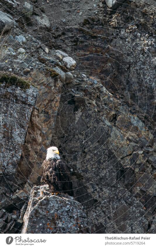 Bald eagle sitting on a stone in front of the rock Eagle Animal Bird Exterior shot Beak Colour photo Day Wild animal 1 Feather Grand piano Bird of prey