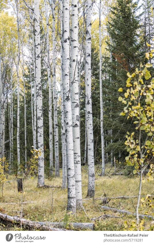 Close-up of birch trees out Birch wood birches Sky cloudy explore Forest Nature Landscape Exterior shot Tree Birch tree leaves yellowish Deserted Environment