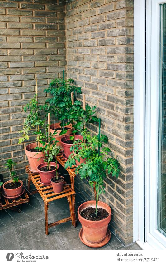 Vegetable garden on balcony corner of apartment with plants growing on ceramic pots urban vegetable terrace growth organic ecological sustainable botanical