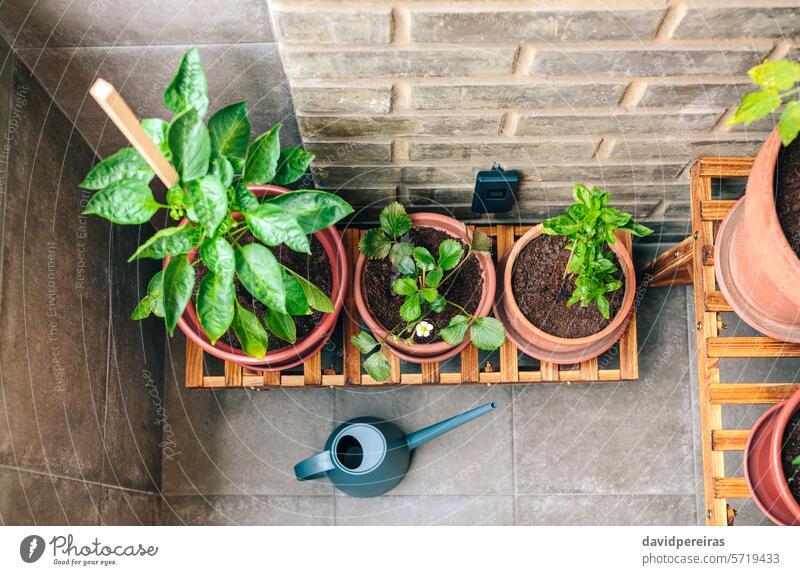 Vegetable garden on balcony of apartment with plants growing on ceramic pots urban vegetable terrace growth stand shelf wood organic ecological sustainable