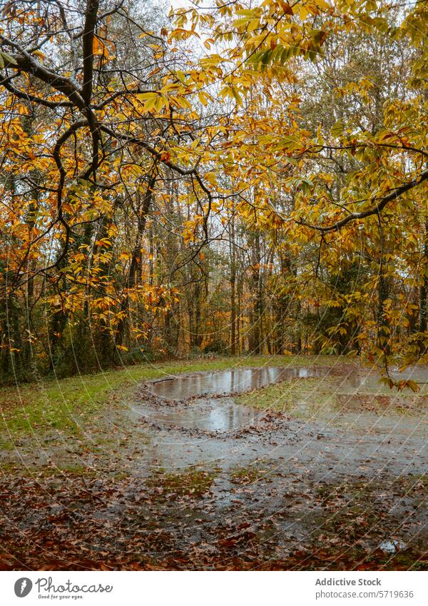 Autumnal forest scene with rain puddle autumn leaves golden reflection tranquil landscape trees nature outdoors season fall woodland foliage wet rainwater