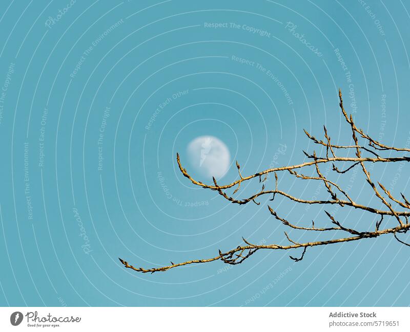 Moon peeking through tree branches at daytime moon sky blue waxing serene nature outdoor clear delicate silhouette peace calm scenery tranquility simplicity