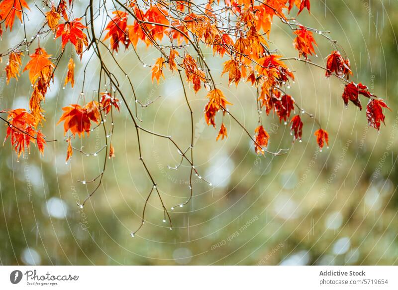 Autumn raindrops on vibrant red leaves leaf autumn tree nature water bokeh fall outdoor tranquil seasonal foliage bright serene beauty macro close-up drip wet