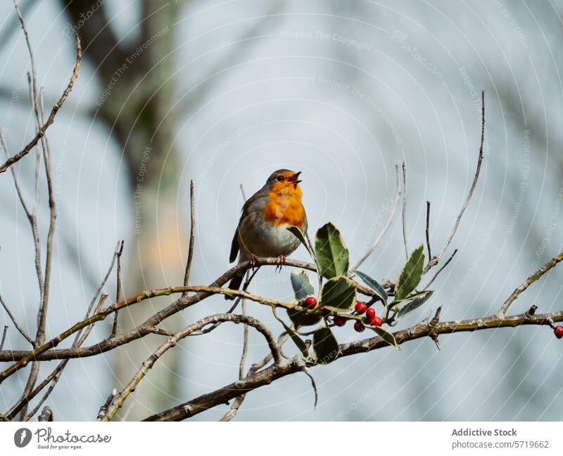 Robin perched on berry branch in natural habitat robin bird wildlife nature redbreast avian animal feather beak songbird outdoor blurred background