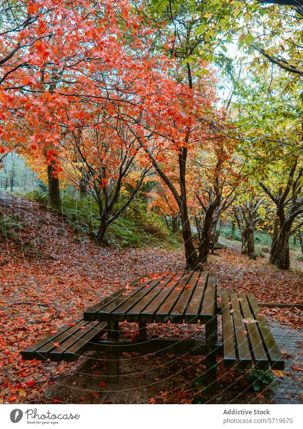 Autumn serenity at outdoor wooden benches in a park autumn fall foliage red leaves yellow tranquil relaxation nature peaceful vibrant colorful rest seat calm