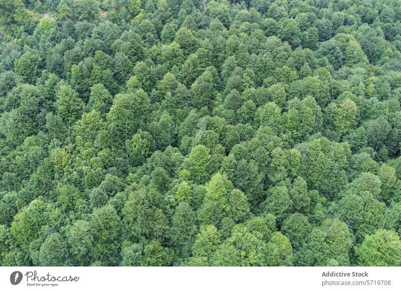 Expansive aerial view of dense green forest landscape tree nature canopy woodland drone photography environment outdoors flora lush serene wilderness foliage