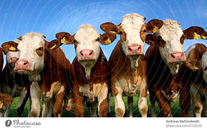 cow herd curiously watching the photographer many cows row cattle pasture portrait nosy animal animals peer peering Europe gawp gawping Germany goggle goggling