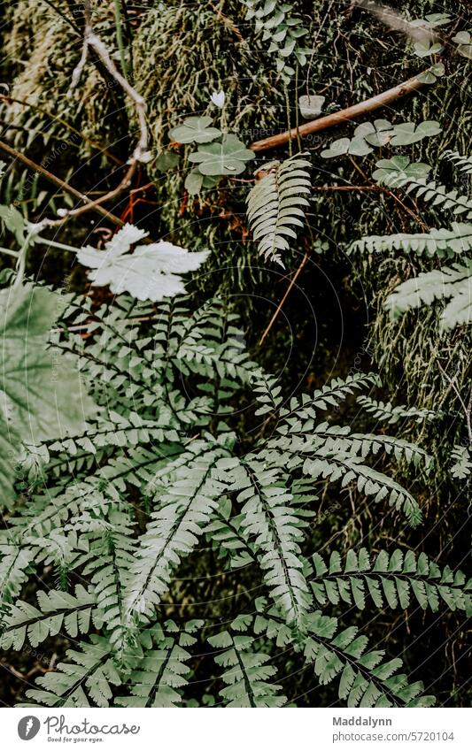 Up close image of vegetation and Fern Plants in the Forest Nature Fern leaf Green Leaf green Delicate Fresh Foliage plant naturally Colour photo Environment