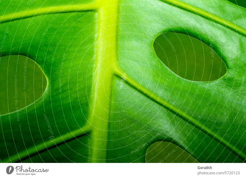 fresh green leaf monstera plant macro abstract backdrop background bright close close up closeup color environment flora floristry forest freshness garden life