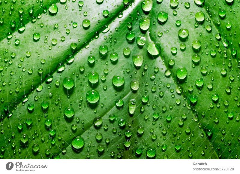 green leaf of a plant with dew drops close up abstract backdrop background bright closeup dew pattern environment flora floristry forest fresh freshness garden