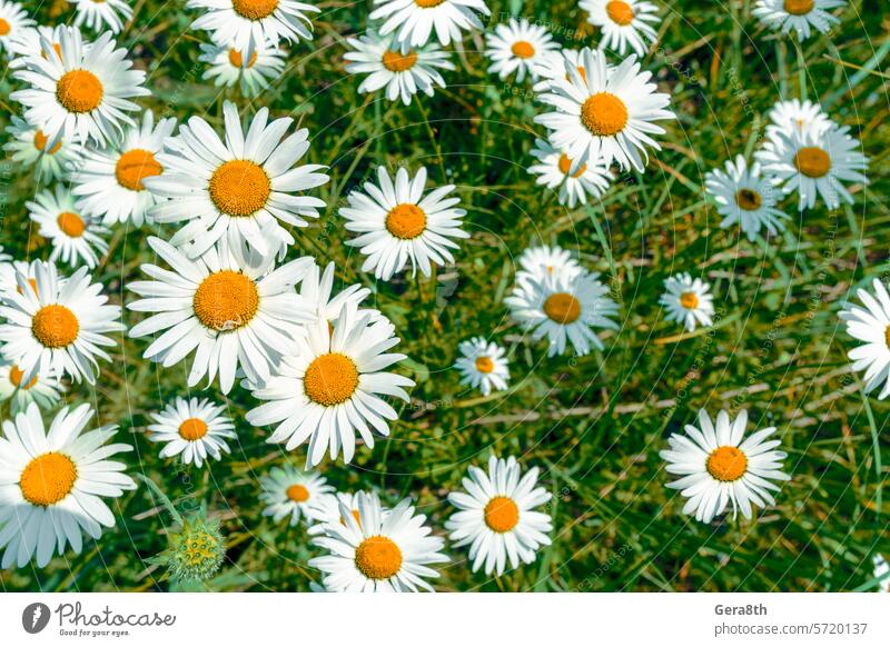 pattern of field daisies on a sunny day background beautiful bed bloom blooming blossom bright flowers camomile chamomile color daisy daisy chain daisy wheel