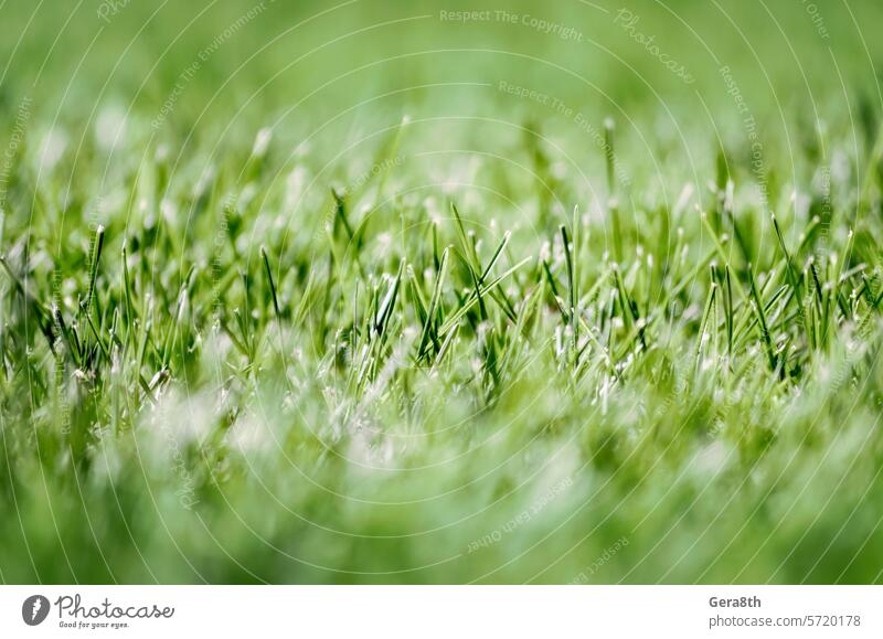 green fresh grass lawn close up abstract backdrop background blur bokeh botany bright climate closeup color day defocus design ecology environment field flora