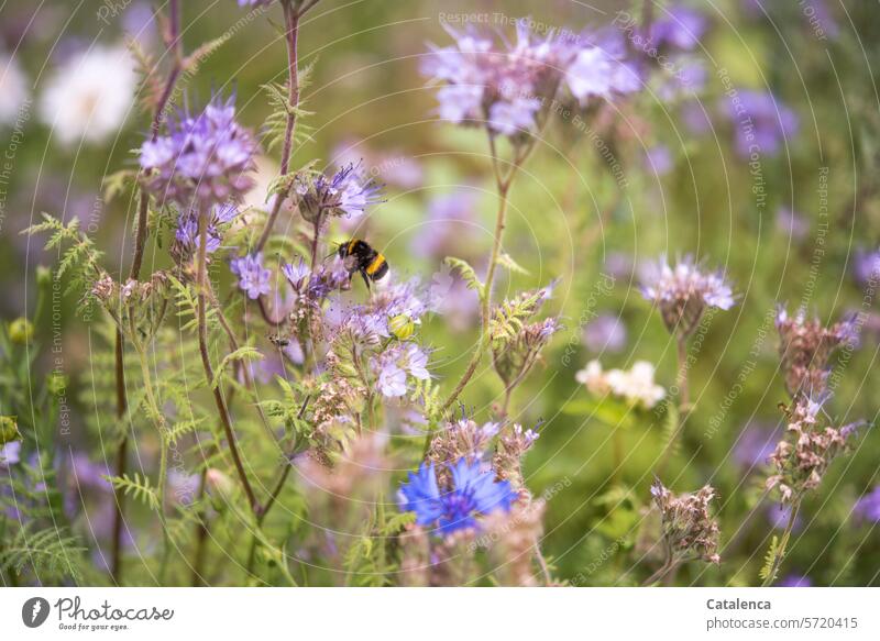 A bumblebee in the bee pasture bed Nature flora Plant Water-leaf plant Blossom blossom Phacella fauna Insect Bumble bee Garden Animal Day daylight Summer