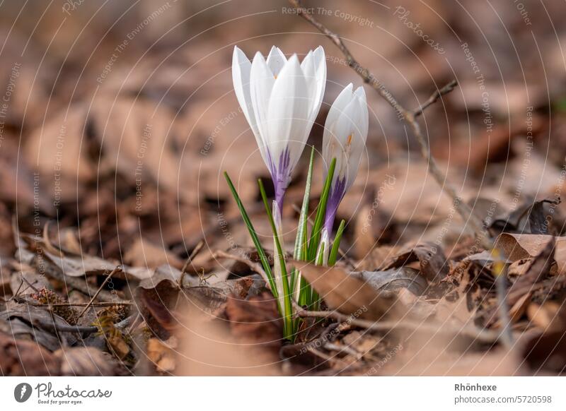 Harbingers of spring emerge from the leaves Crocus Spring Flower Blossom Nature Exterior shot Colour photo Plant Macro (Extreme close-up) Deserted Blossoming