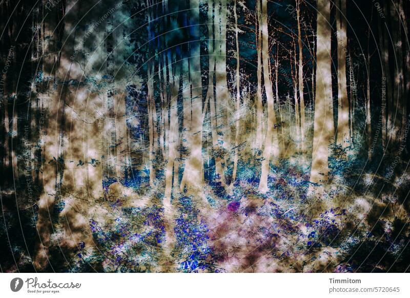 fairytale forest Forest trees shrubby tree trunks light and dark colors colour stains Mysterious Fabulous Light Deserted Colour photo fantasy variegated