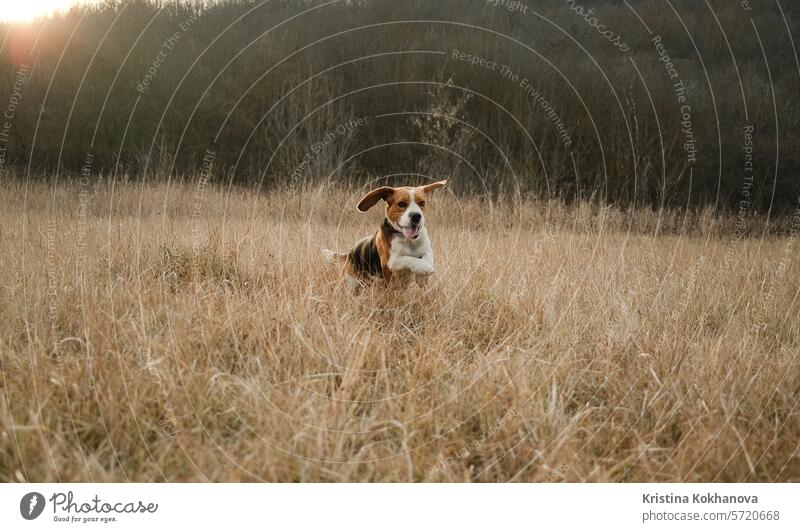 Running beagle puppy in autumn grass outdoor. Cute dog on playing on nature active agile animal beautiful beauty breed brown canine cold cute day doggie doggy