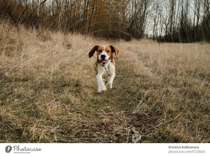 Running beagle puppy in autumn grass outdoor. Cute dog on playing on nature active agile animal beautiful beauty breed brown canine cold cute day doggie doggy