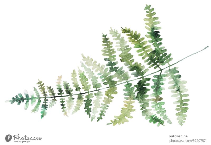 Watercolor fern twig with green leaves isolated illustration, botanical wedding element Birthday Botanical Drawing Element Exotic Garden Hand drawn Isolated