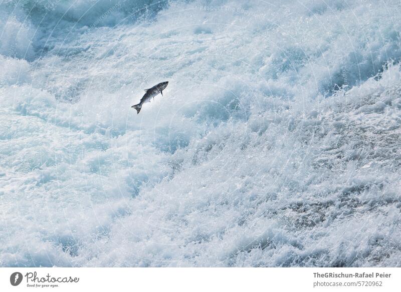 Fish (salmon) jumps out of the water Salmon Jump Water Fresh water Brook Canada Wells Gray Park Drops of water White crest Waterfall Nature Exterior shot River