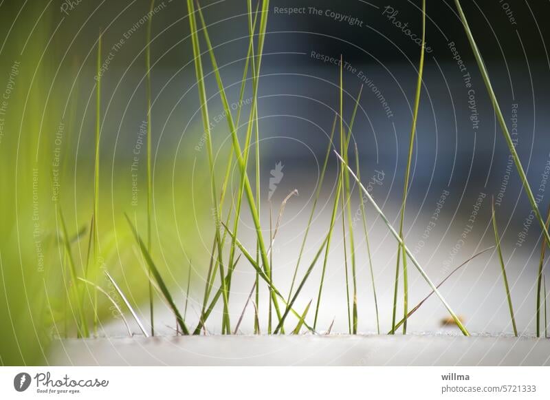 Courage to fill a gap blades of grass Grass grasses Summer blurriness stalks Sand Beach vacation Baltic Sea