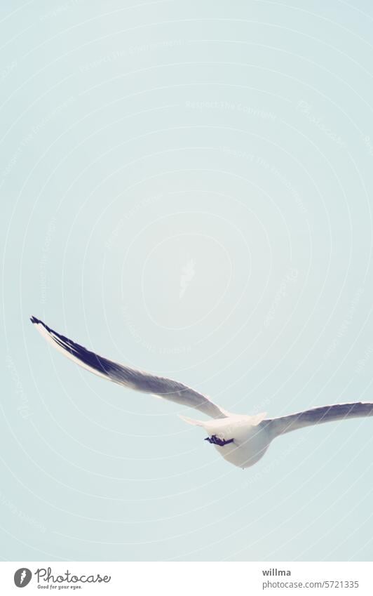 German Wings Seagull flight clear Sky Copy Space Swing Flying Freedom Bird Neutral background Minimalistic Grand piano