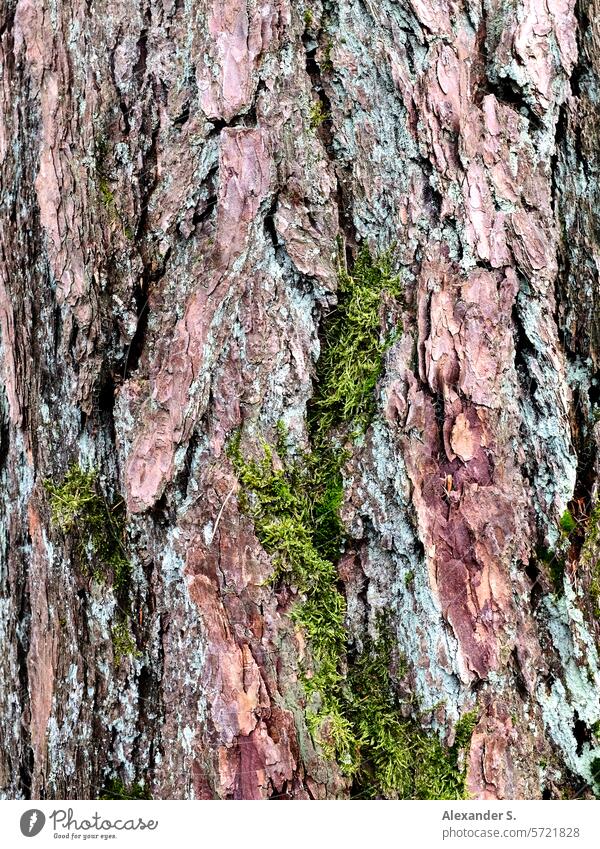 Moss on a spruce trunk Spruce trunk Forest Nature Tree Spruce forest Detail Coniferous forest Environment Plant Tree trunk Forestry Coniferous trees Wood