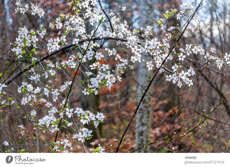 Wild cherry Beginning Spring fever Growth Blossoming Cherry tree Moody Branch Environment naturally Plant Nature Tree Cherry blossom Edge of the forest Forest