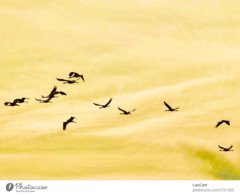 Off to the south - group trip to the sun Cranes Sky Together Flock of birds Migratory birds Group of animals bird migration Flight of the birds Nature Flying
