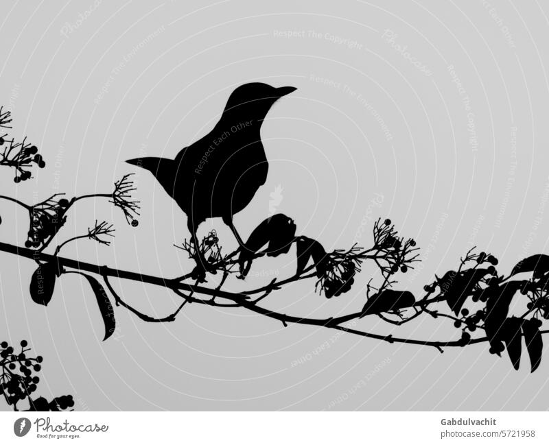 Black silhouette of blackbird on the branch, gray sky in background abstract abstract painting abstract sketch animal autumn sketch beak beaks beauty
