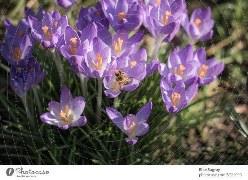 Whispers of spring - crocuses with the first nectar for wild bees Crocus Spring Flower Violet Blossom Plant Nature Meadow Blossoming Spring flowering plant