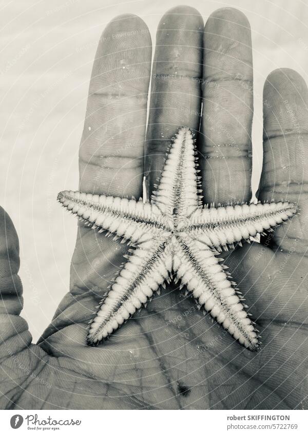 Cuban Starfish cuba star fish black and white hand vacation