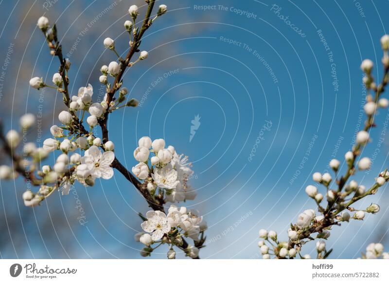 Close-up of white fruit blossoms against a blue sky Spring Bud blood leaves white flowers petals White blurriness delicate blossoms Spring day natural light