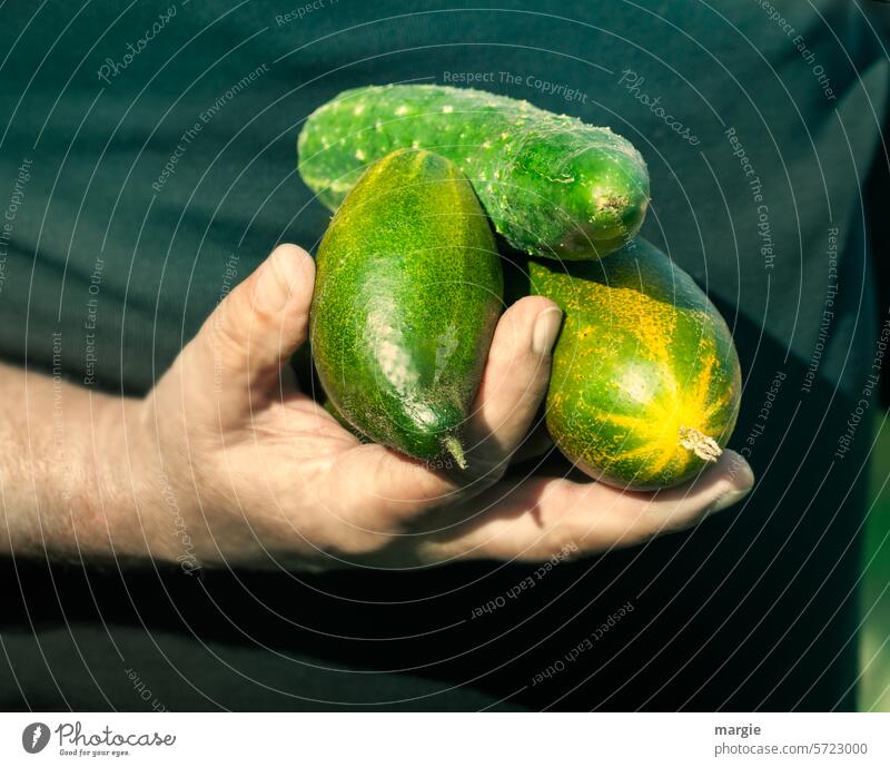 Harvest your own cucumbers Cucumber Food Cucumbers Fresh Healthy Hand Vegetarian diet Vegan diet
