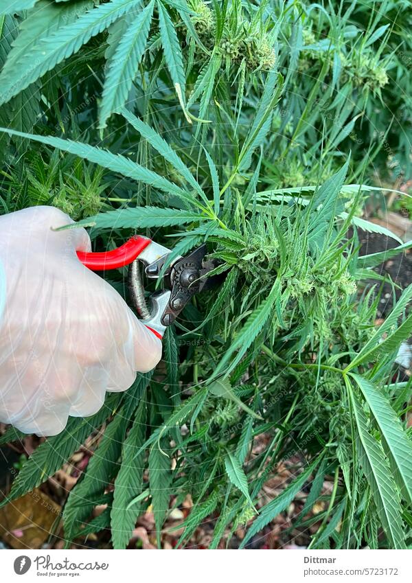 Harvest time in the grass plantation Marijuana smoke pot bud legalization In-house cultivation