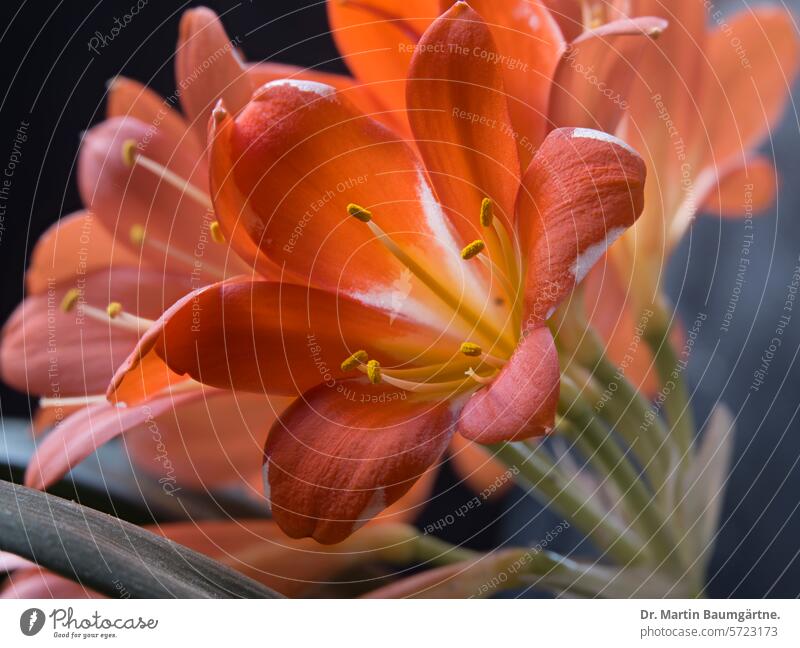 Inflorescence of a clivia, Clivia miniata Bush lily Belt blade inflorescence Blossom blossoms shrub enduring long-lasting Robust from South Africa Amaryllis