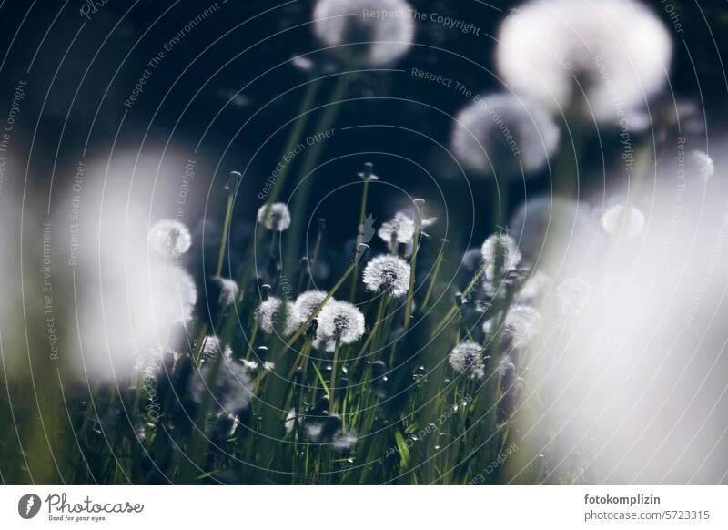 Dandelion dandelions in a dark meadow puff flowers Meadow darkness Bright Ease Sámen Dreamily melancholically Transience White