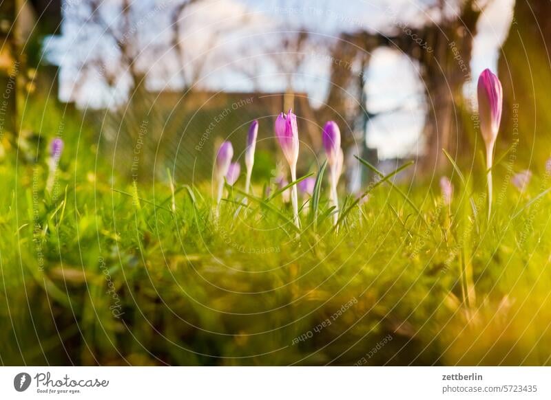 Crocuses and grass in the garden Meadow Depth of field Copy Space shrub Sun Garden plot Holiday season tranquillity Plant Nature Deserted crocus composite bud