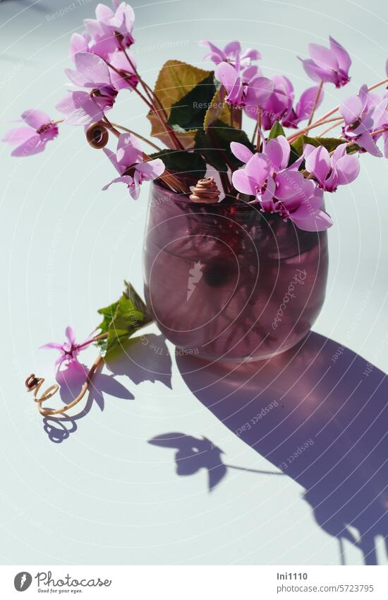 Bouquets from your own garden Garden table shadow cast receptacle Light and shadow Glass purple Silhouette Cyclamen cyclamen varieties Autumn alpine violet