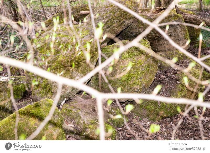Pile of stones behind sprouting branches in spring shoots buds Spring Spring fever Growth twigs blurriness Twigs and branches Woodground ramification