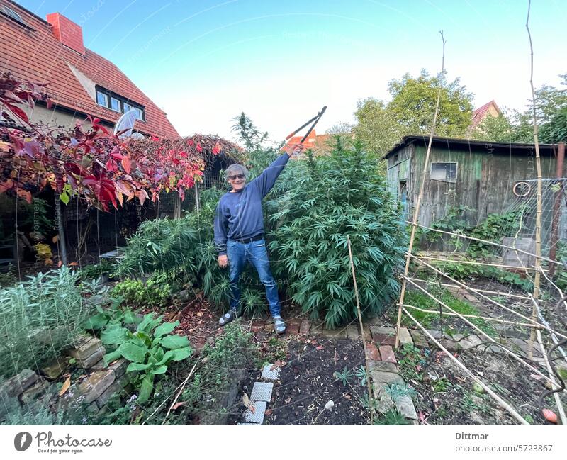 Grass plantation in the garden Marijuana legalization Domestic farming smoke pot Pride