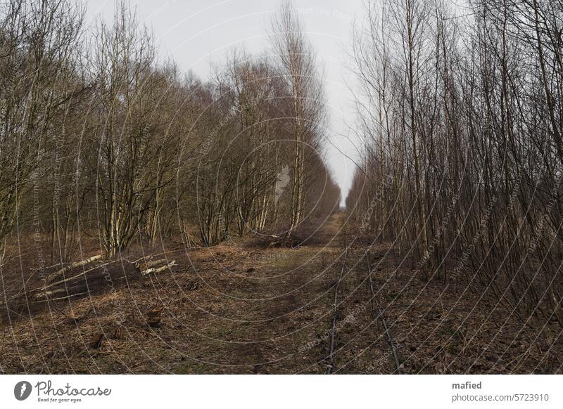 Rails of the old Lohrenbahn in the Schülper Moor between young birch trees Bog Peat peat cutting lorry train Nature Landscape Marsh Deserted renaturation