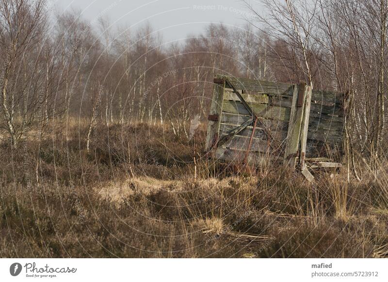 Old peat bog stands in the moor Bog Peat peat cutting lorry train Nature Landscape Marsh Deserted renaturation Rewetting birches heather Grass Colour photo