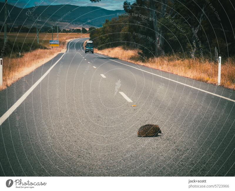 Watch out! A small animal crosses the road Echidna Animal Street Asphalt Wild animal Lane markings Authentic Traffic infrastructure Car Tasmania Australia