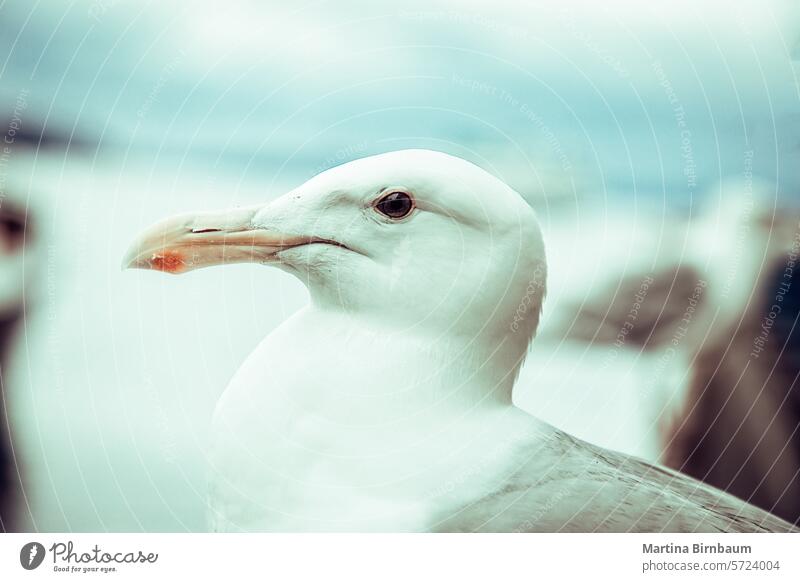 Angry seagull portrait angry wild animal background one nature wildlife bird white beautiful beauty beak feather wing looking single eye grey legs alone
