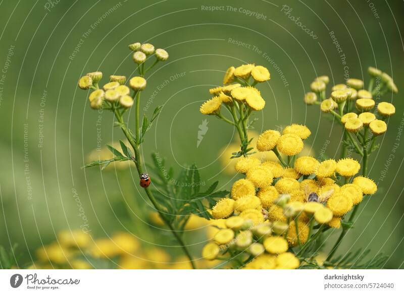 Small ladybug on the move, Tanacetum vulgare Ladybird red Point yellow blossoms Dyer's camomile Cota tinctoria Summery Green Yellow tansy smaller red loner