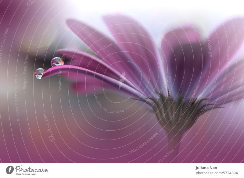 Beautiful Macro Photo.Colorful Flowers.Border Art Design.Magic Light.Close up Photography.Conceptual Abstract Image.Violet Background.Fantasy Floral Art.Creative Wallpaper.Beautiful Nature Background.Amazing Spring Flower.Water Drop.Copy Space.